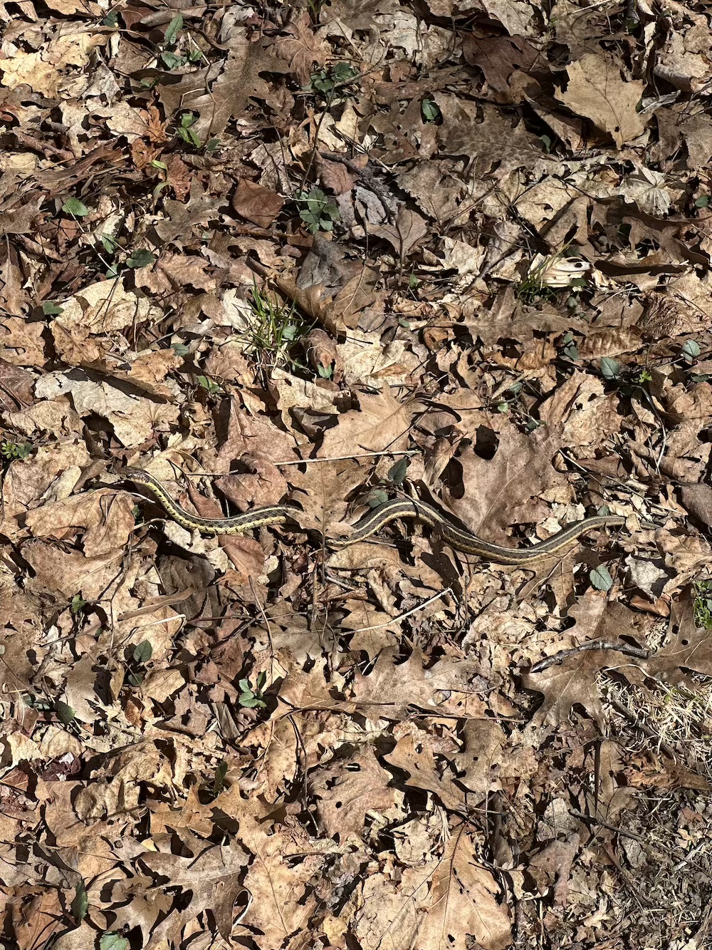 Saw a little eastern garter snake