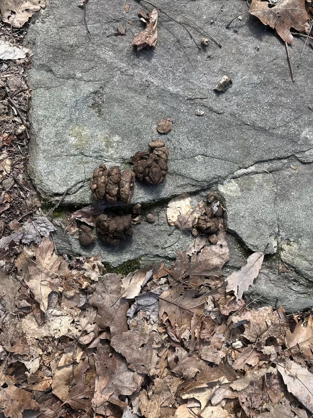 Bear poop