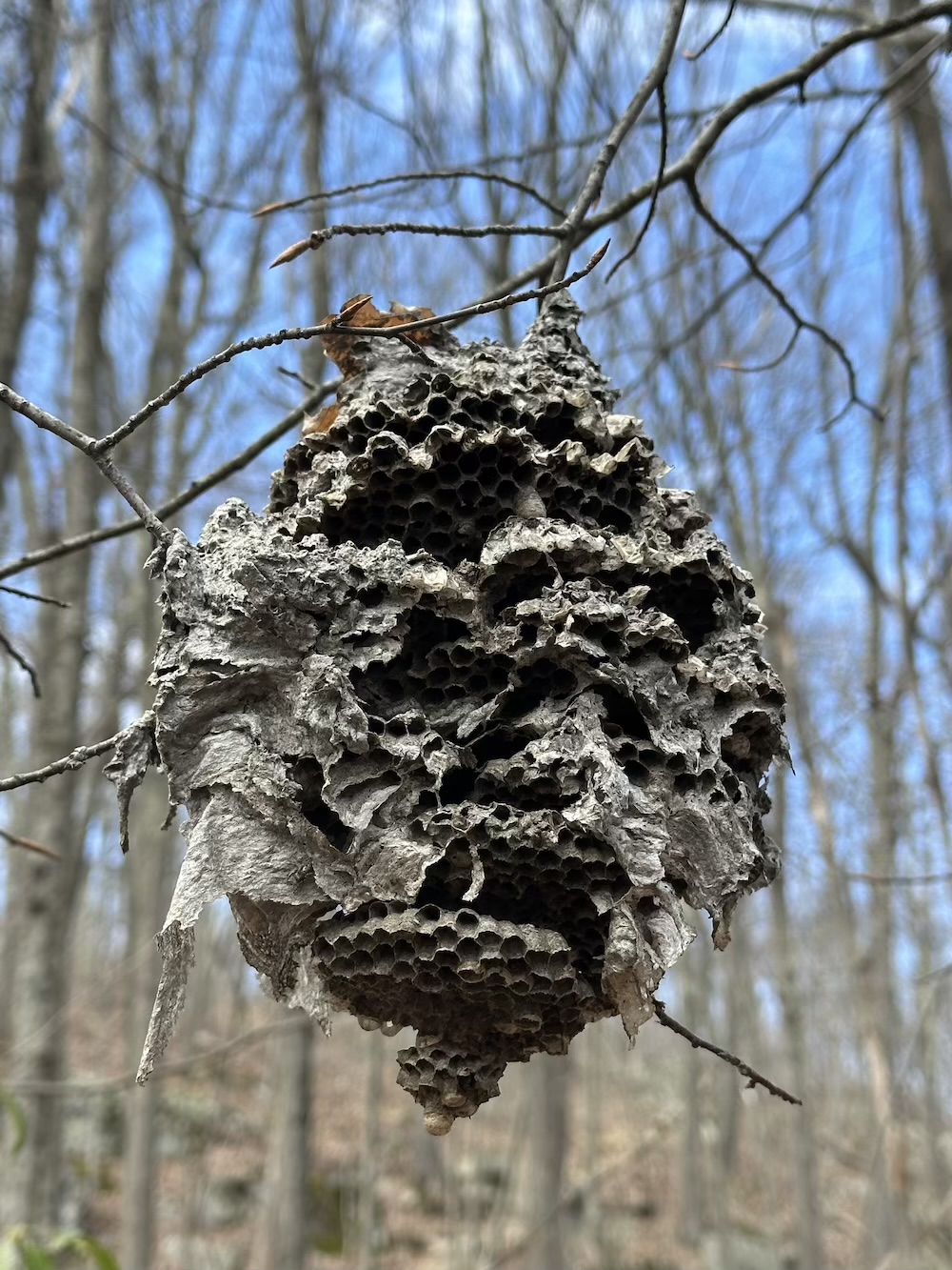 Hornet nest