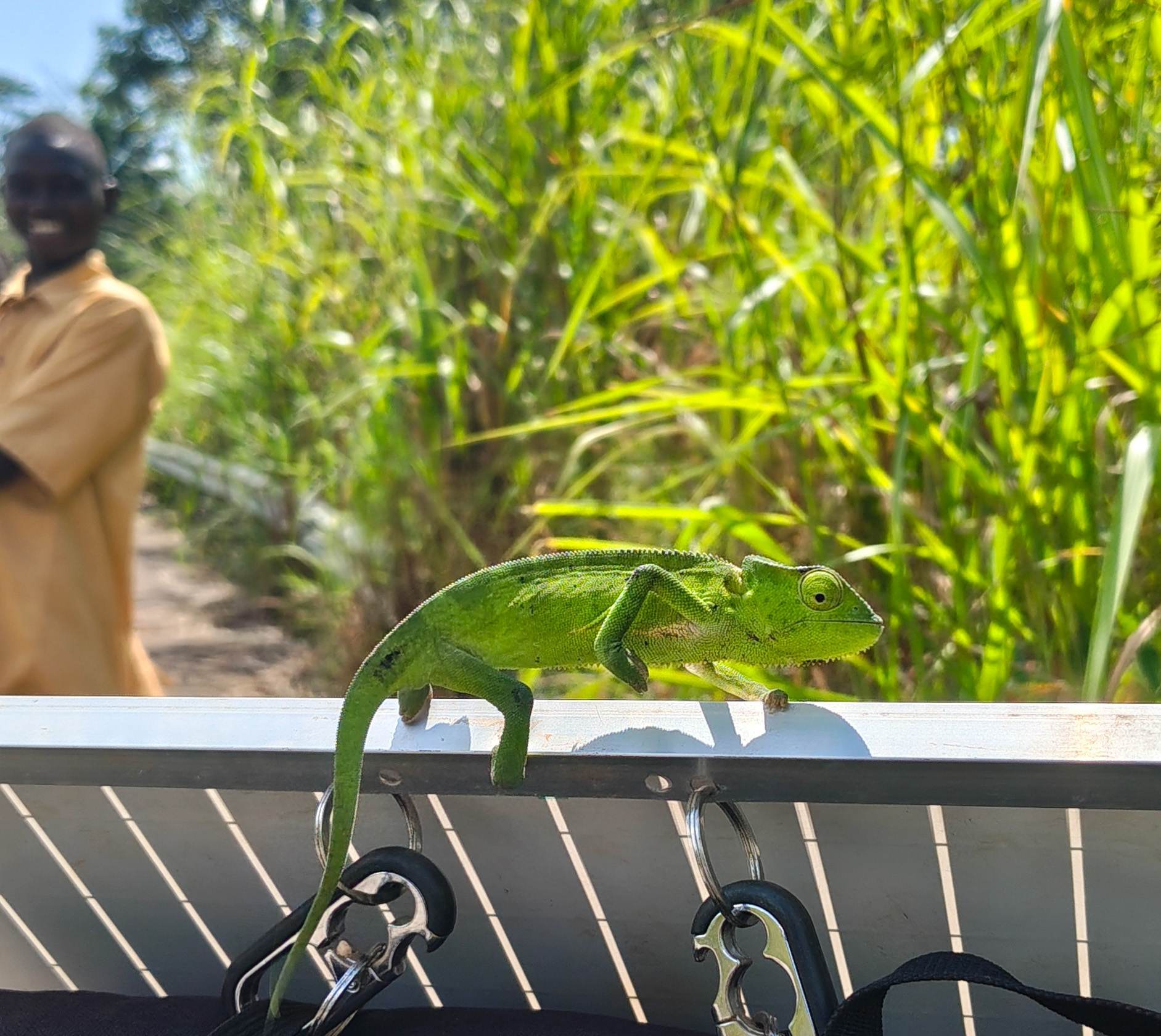 I was overjoyed to find a chameleon crossing the road