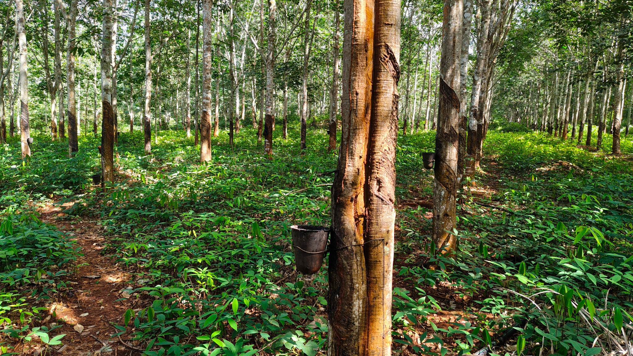 Rubber trees were being harvested all over the country