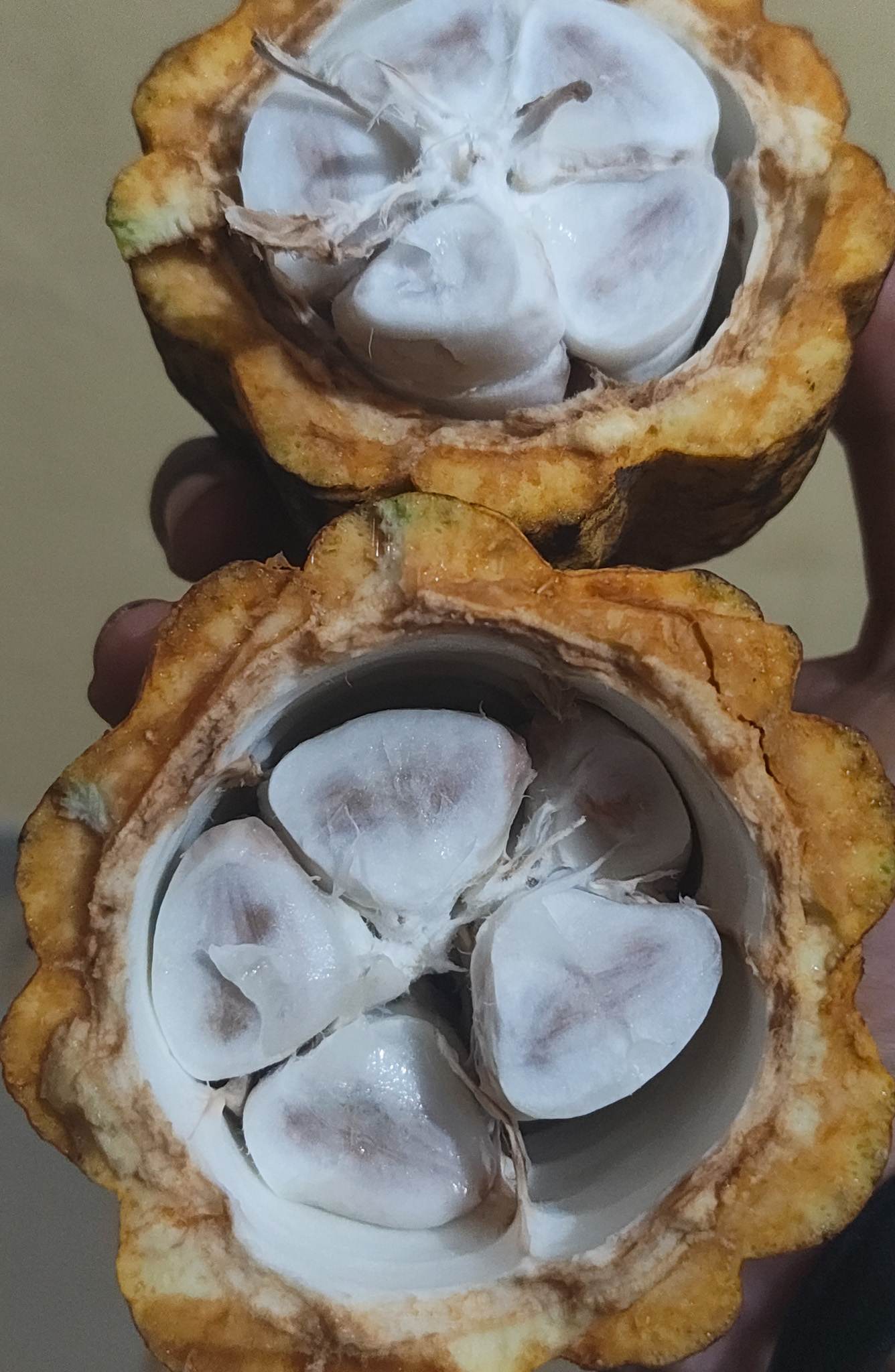 Tasting cacao fruit for the first time