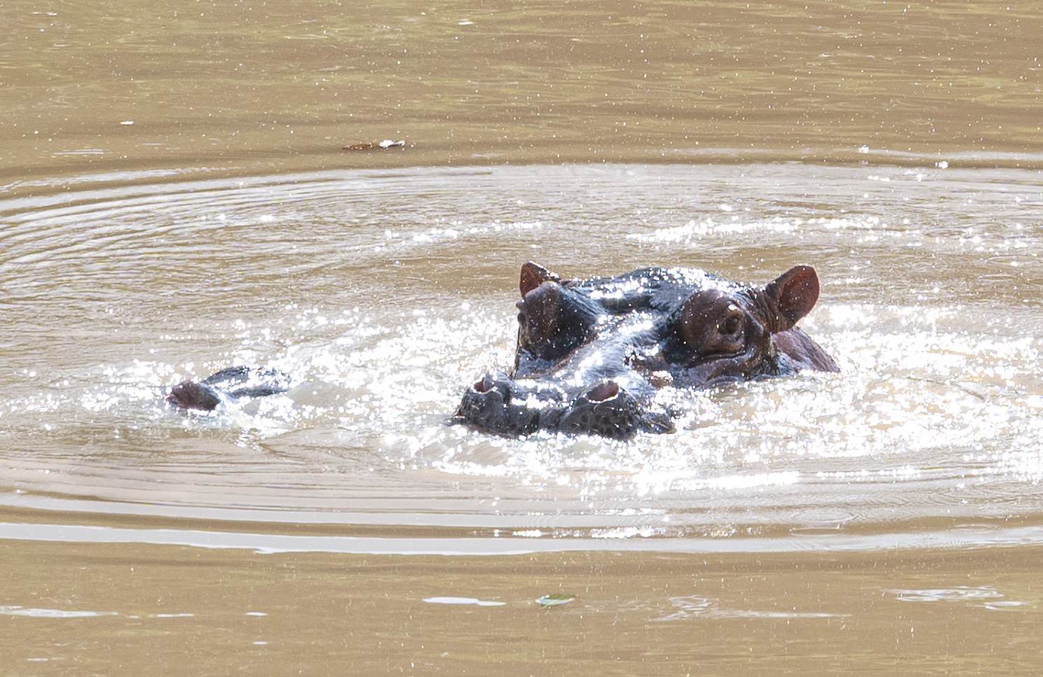 Saw some hippos in the river!