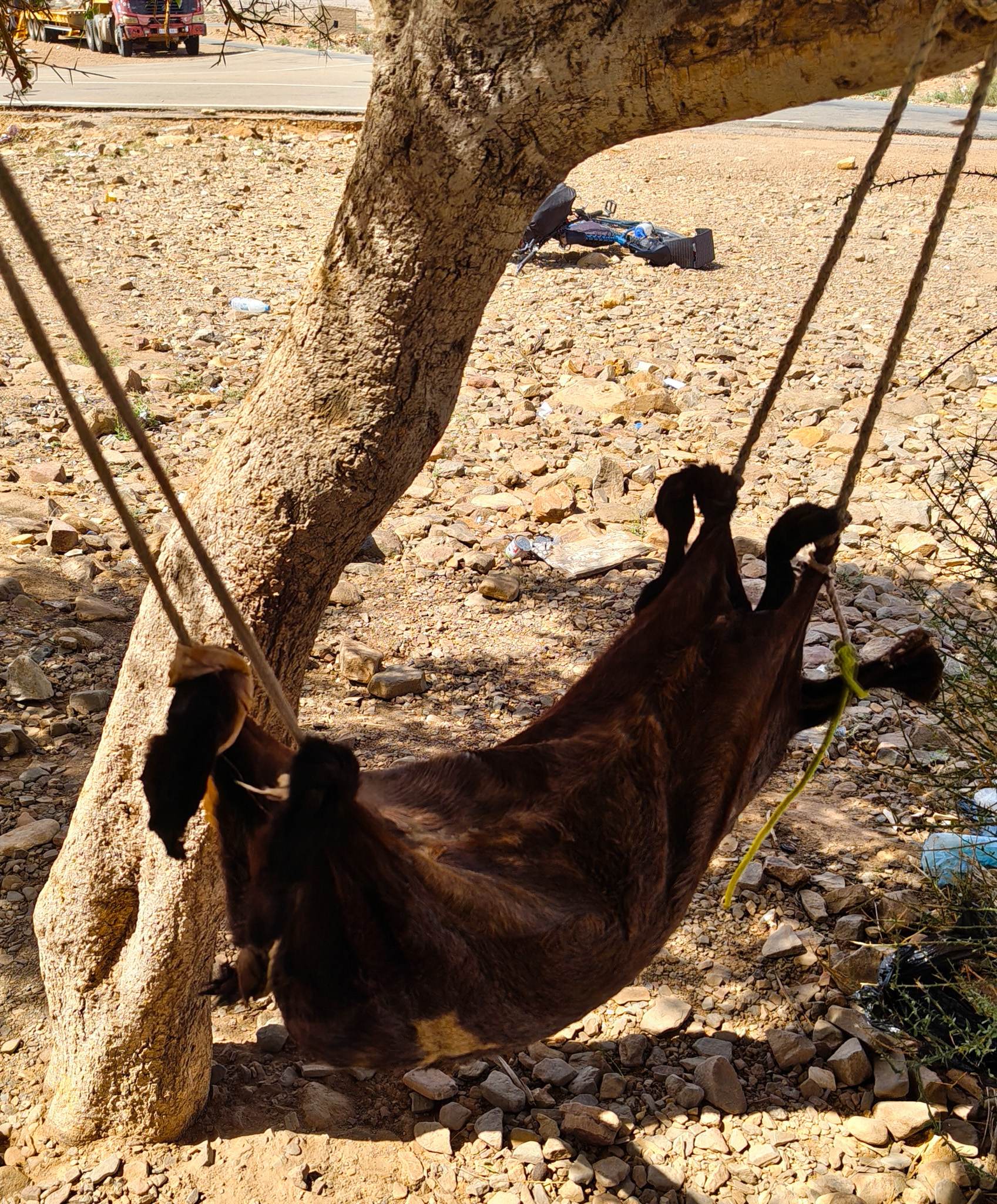 In some parts of the Sahara, goat skins are used to store and transport water. They can keep 30 liters of water cold and are also called "the refrigerator of the desert". An officer at a checkpoint asked me if I wanted some–I was quick to say no thank you