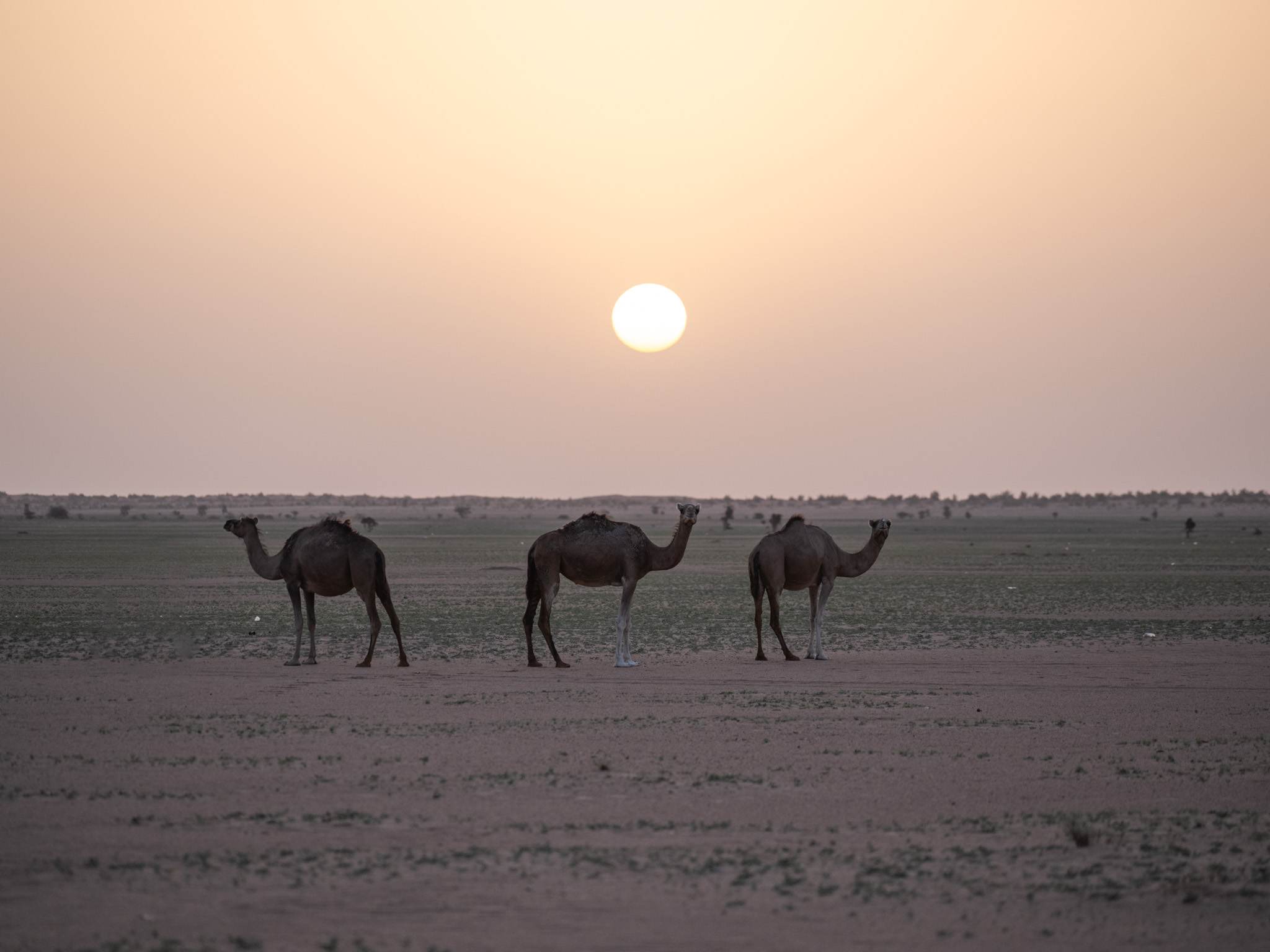 There was more grass on the ground, a sign that I was finally on my way out of the desert