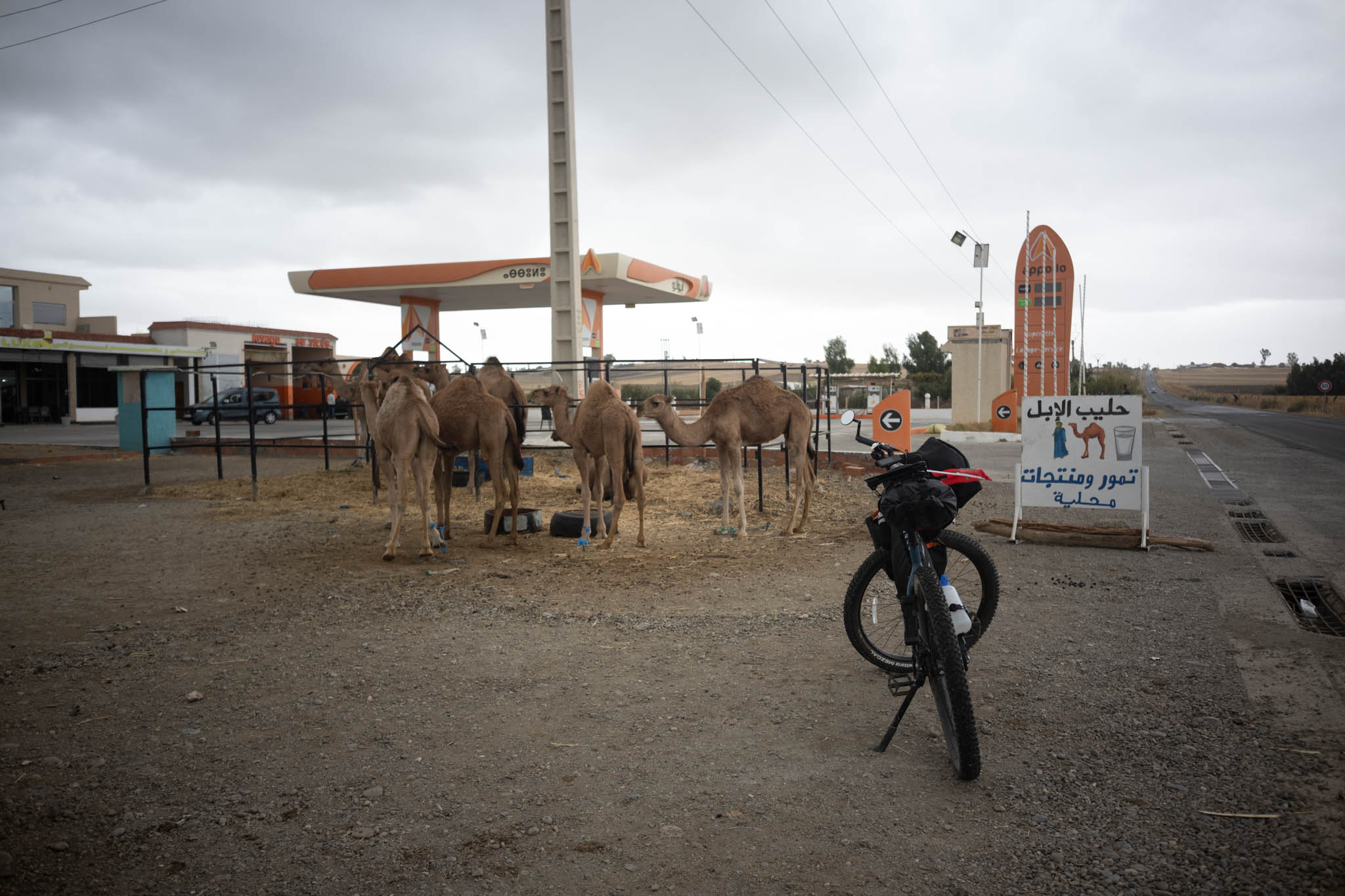 Camel milk on the side of the road