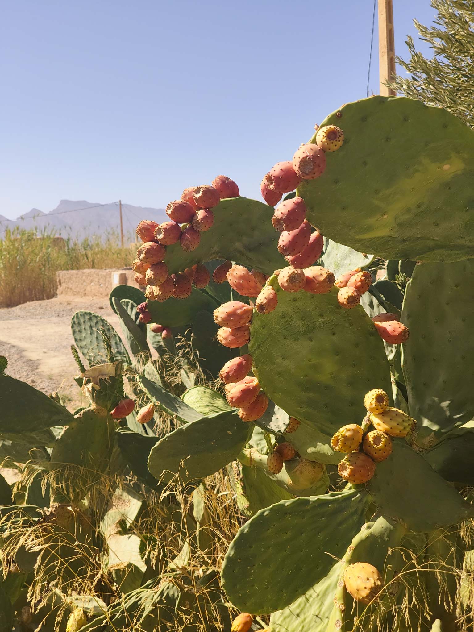 Prickly pear cactus. The fruit was okay, tasted almost like a watermelon. However, my hands were covered in tiny thorns and I spent a solid 30 minutes trying to get them out. In retrospect, maybe not the best idea to try and eat this without gloves