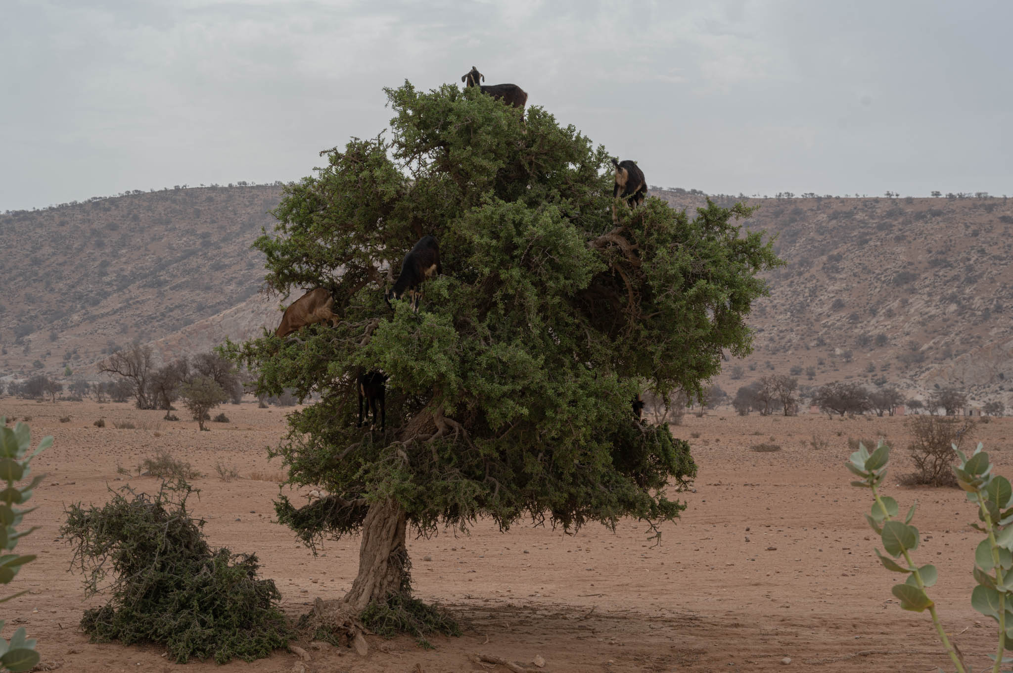 Goats climbing argan trees. The goats eat the argan fruit and poop out the seeds, which are then collected and used to make argan oil