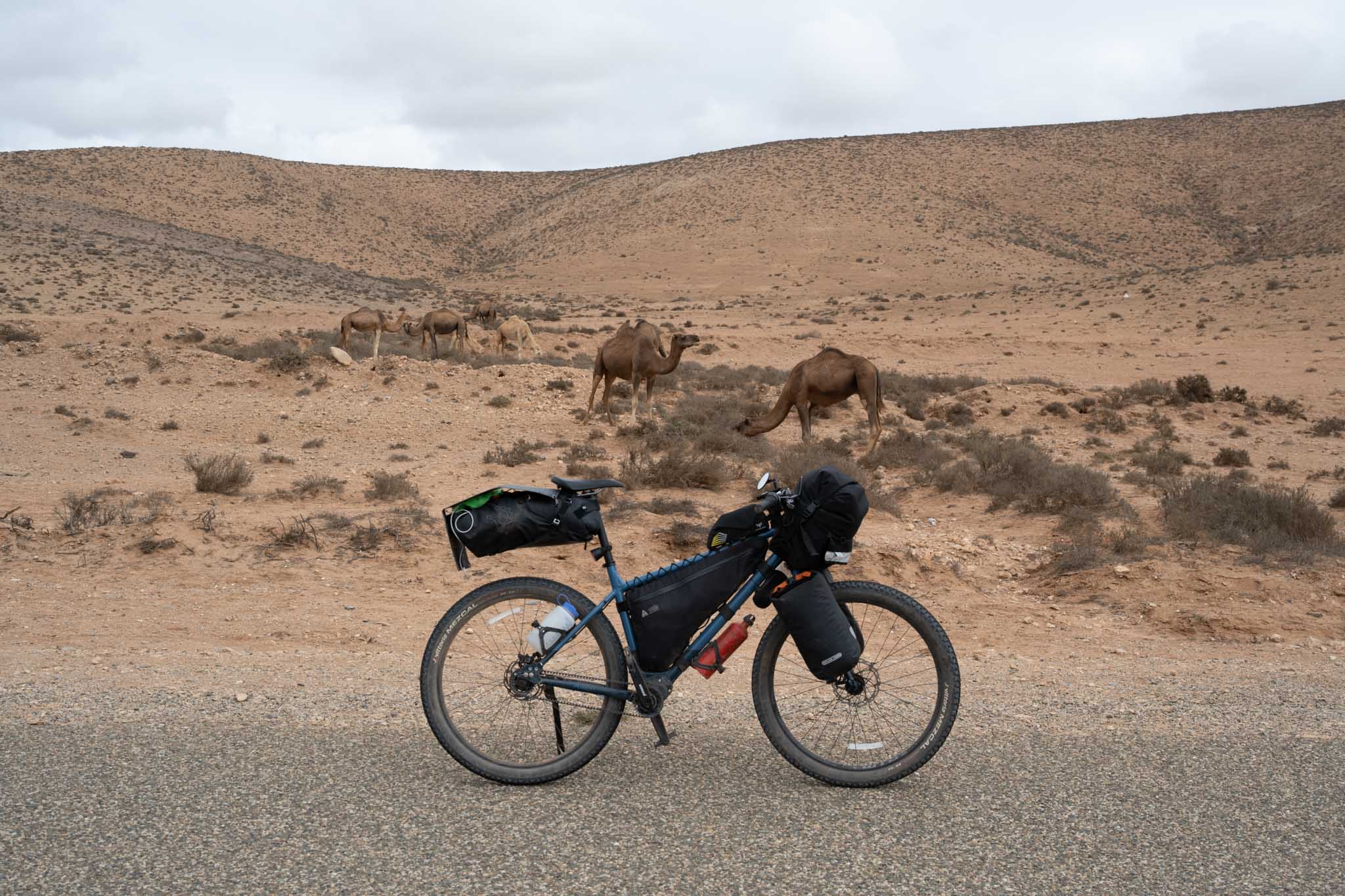 Camels that were scared of me and ran away when I got close