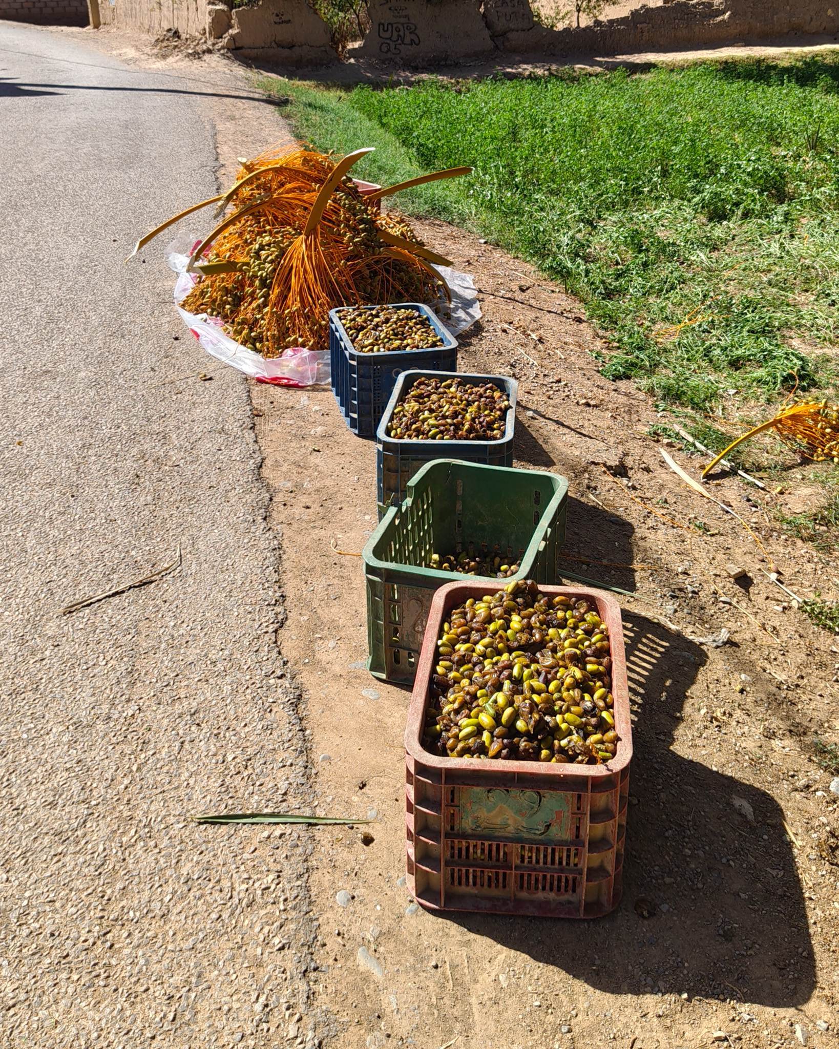 How dates are harvested