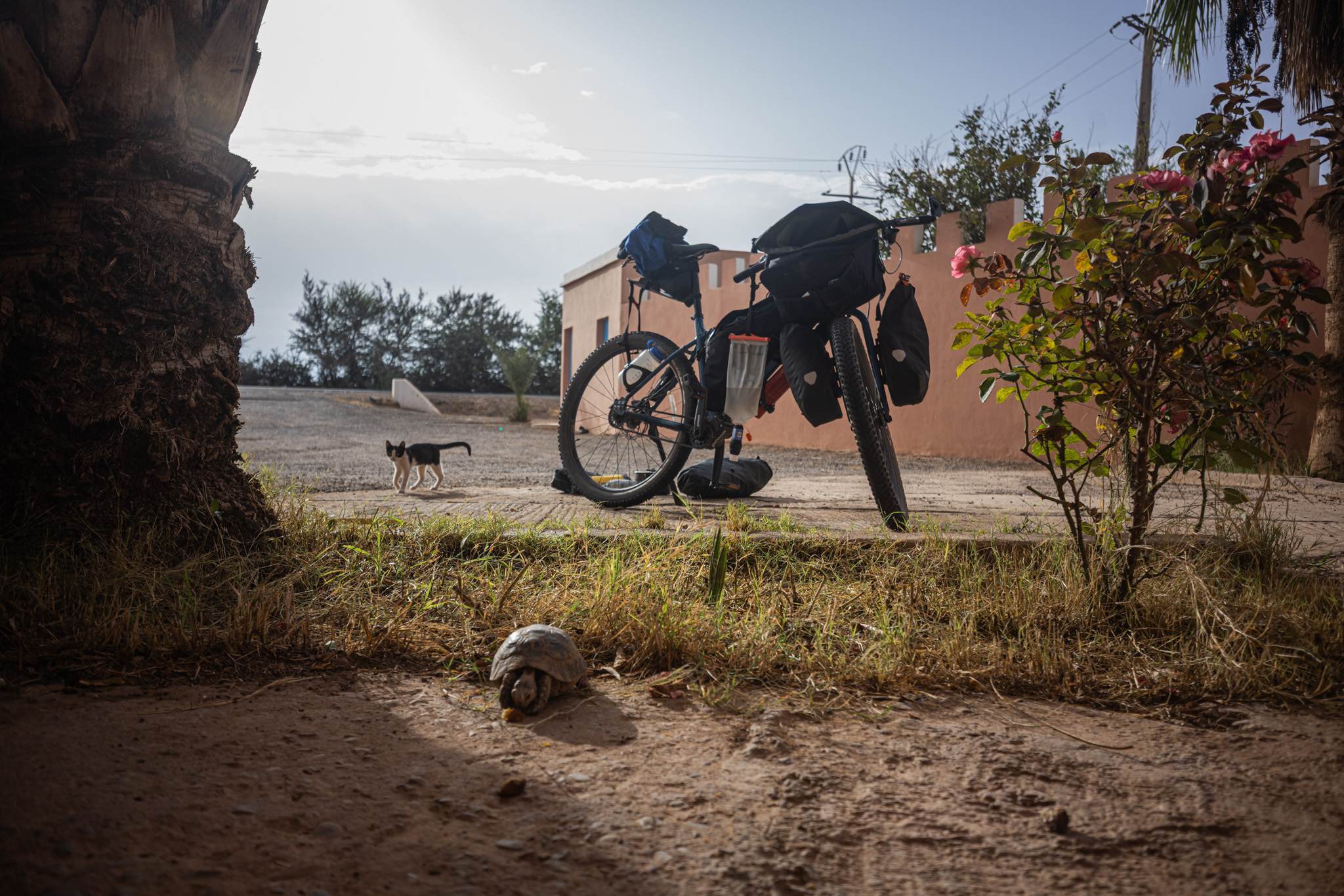 I camped at a police station and had some friends (cat and tortoise) to keep me company in the morning