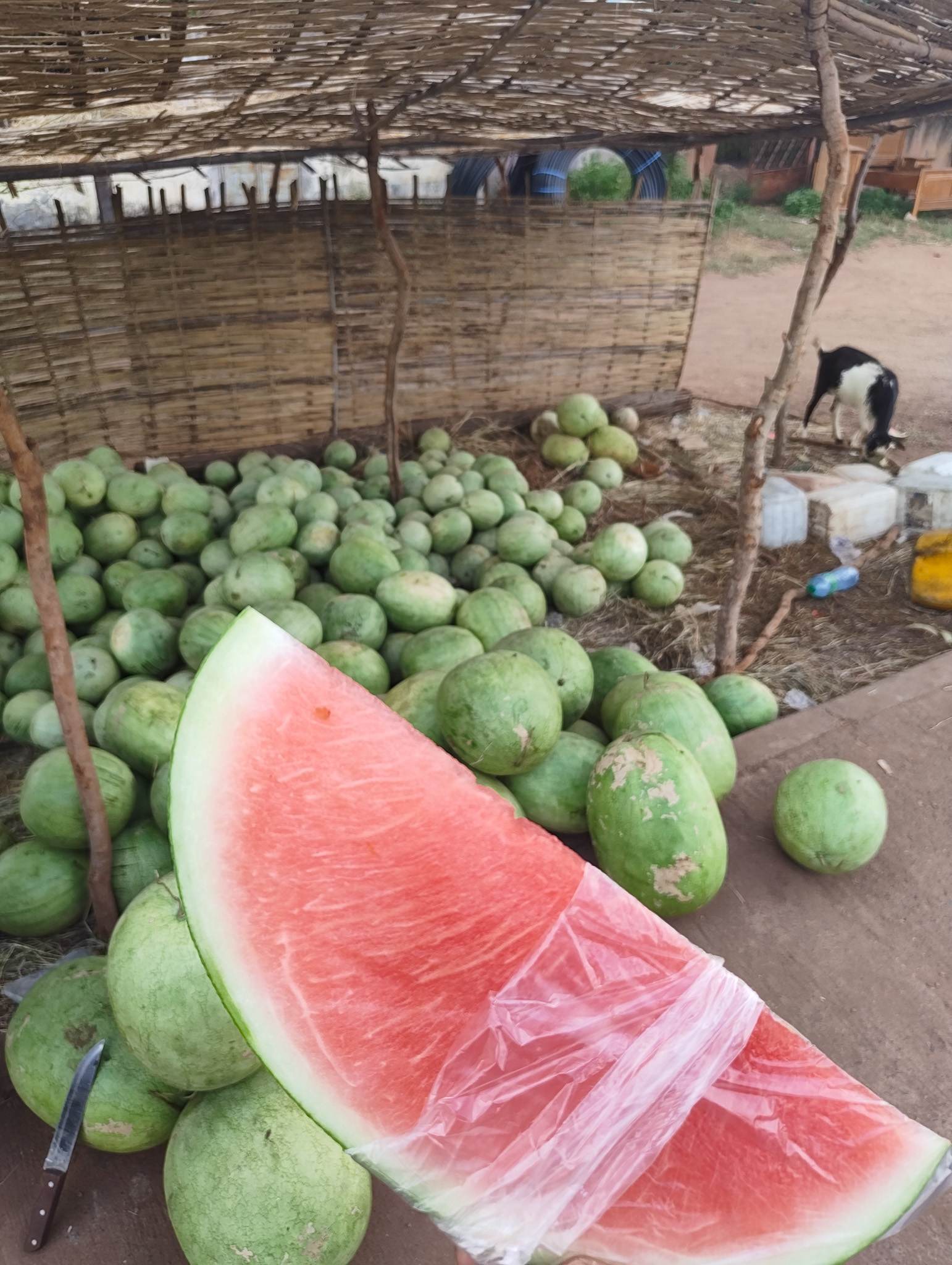 Watermelon slices conveniently cut in slices and wrapped in plastic to protect it from the dirt. Very refreshing